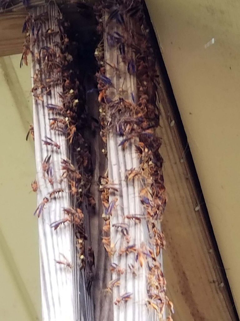 Wasp Removal In Clay, Ky (5)